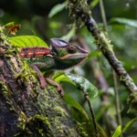 COP16: ¿Cuáles son los factores que amenazan los ecosistemas?