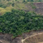 Deforestación en la Amazonía colombiana cayó 25% en 2025